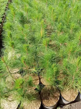 Bibit pohon pinus tinggi 50 cm