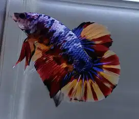 ikan cupang giant nemo candy