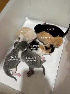 Open adopt kitten mix BSH