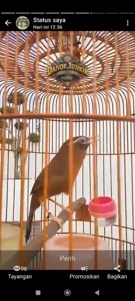 WAMBI LOCAL JINAK HASIL TERNAKAN SENDIRI