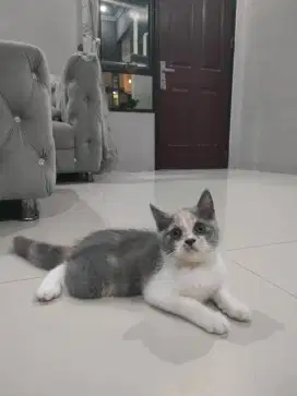 Kitten BSH 3 bulan