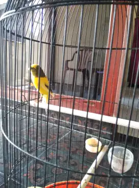 Kenari yelow gaco sekali