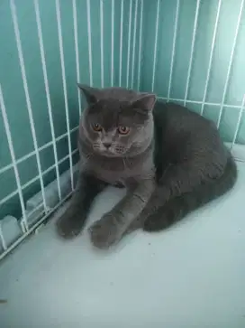 kucing british shorthair jantan 100% pure super gemoy