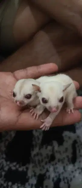 Sugar Glider Creamino Mozaik 1,5bln