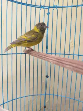 Black Headed Siskin (BHS)