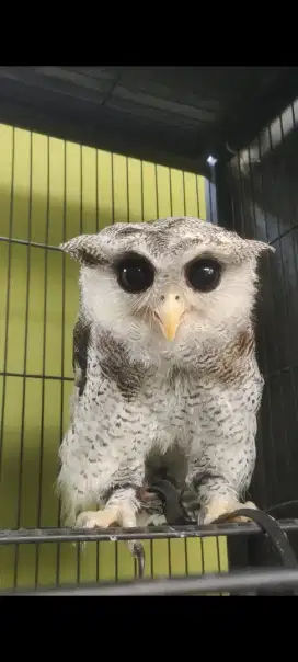 Bubu lucu jinak
