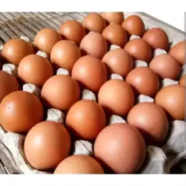 Telur Ayam Negeri Fresh 1kg Murah Instan