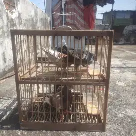 Jual 200dua jodoh + kurungnya