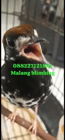Anis kembang jozz+video