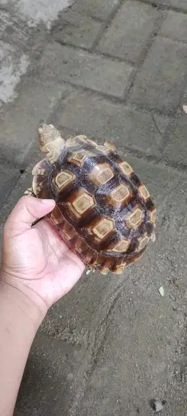Kura Sulcata size 17 CM