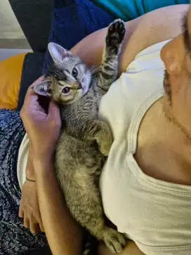 Open Adopt kitten BSH x Scottish fold