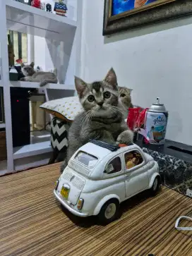 Open Adopt kitten BSH x Scottish fold