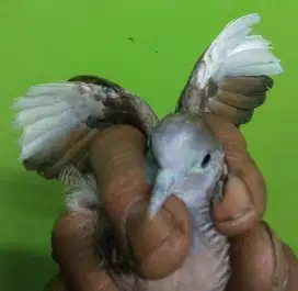 Burung perkutut katuranggan