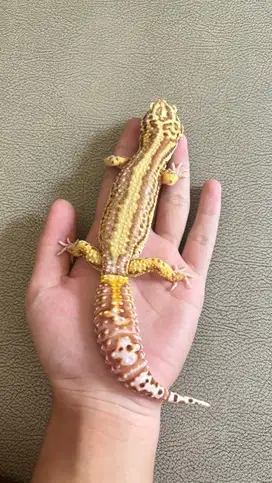 GECKO SIZE JUMBO PROVEN