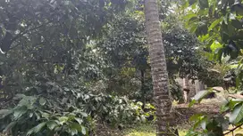 Di jual kebun durian dan manggis sangat produktif di tabanan