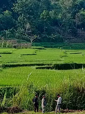 Kavling Villa view gunung dekat sawah di Bogor