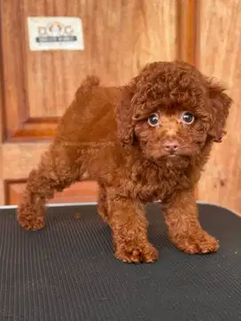 Poodle Betina Lucu dan Berbulu Halus