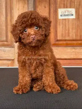 Poodle Betina Menunggu Pemilik Baru