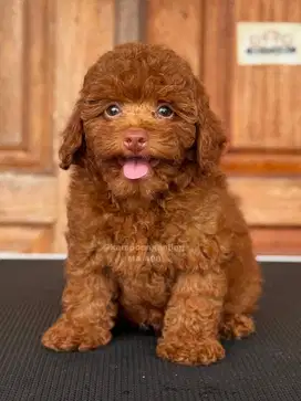 Puppy Poodle Jantan Siap Menjadi Milikmu