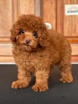 Poodle Jantan BErbulu Lembut dan Lucu
