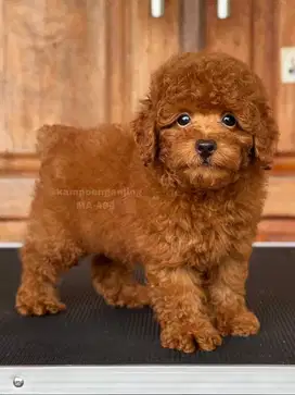 Puppies Poodle Jantan Berbulu Halus dan Lucu