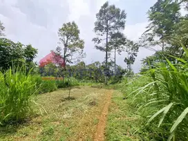 Tanah Luas di Purwodadi