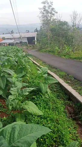 Di jual tanah kabun pinggir jln Aspal SHM, 1 pemilik