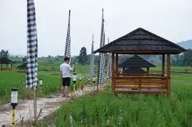 Tanah Kavling Sawah Estetik dan Produktif Dikelola Panen Tanpa Repot