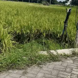 Tanah Sawah 2418 Meter Di OroOro Ombo Madiun S8612