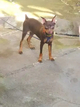 Mini pinscher redtan