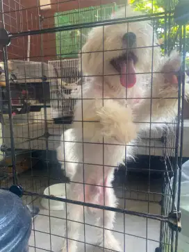 Di jual anjing Maltipo usia 8 bulan jantan
