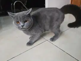 Kucing BSH sehat lincah