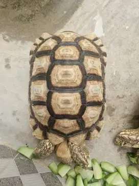 Sulcata tortoise 36cm