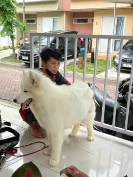 Di jual Sepasang samoyed