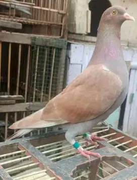 Sepasang burung merpati