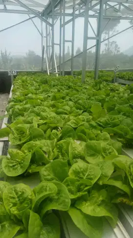Lowongan tukang kebun sayur