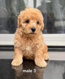 Toy baby poodle