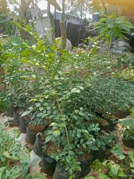 Tanaman kemuning