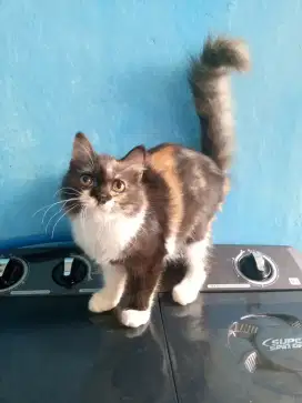 Lepas adopsi kitten betina 4 bulan