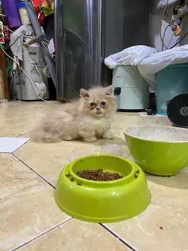 Kucing Munchkin