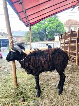 Domba siap diqurbankan area cmhi 3 jt an ajah