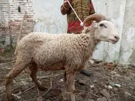 Domba qurban hanya 3 jt an area cimahi free ongkir