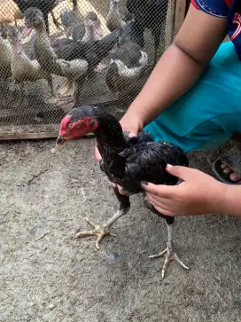 Jual ayam pakoy