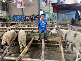 Domba qurban banyak pilihan mulai 3 jt an cimahi serbuuuu