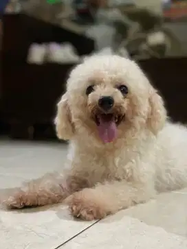 Tiny maltipoo lucu
