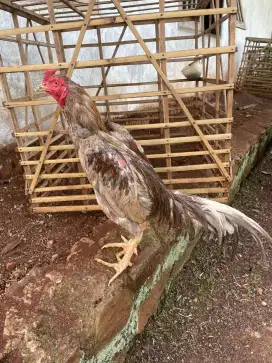 Ayam Bangkok kelabu sehat masih muda