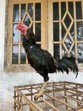 Ayam jalak x mangon sehat mental full