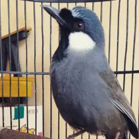 Burung Poksay hongkong
