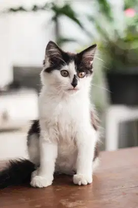 Anak Kucing Campuran (Kitten)