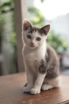 Anak Kucing Campuran (Kitten)